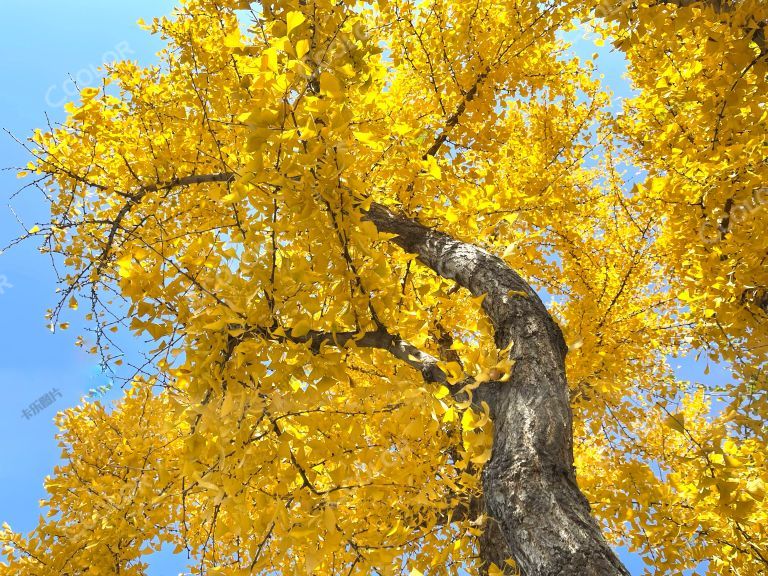 金黄的银杏树叶，秋季风光